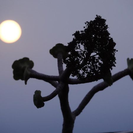 Las Vigas Arico Viejo Bagian luar foto